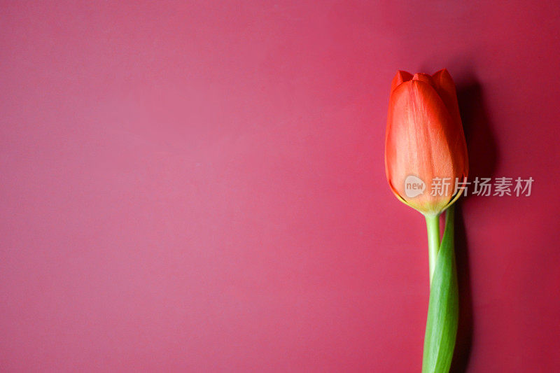 Red tulip